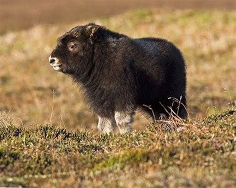 Baby Musk Oxen Are Surprisingly Adorable Musk Ox Animals Wild