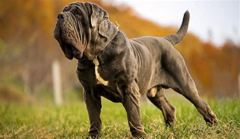 Neapolitan Mastiff Dog Breed Information Facts Traits And More Fuzzy