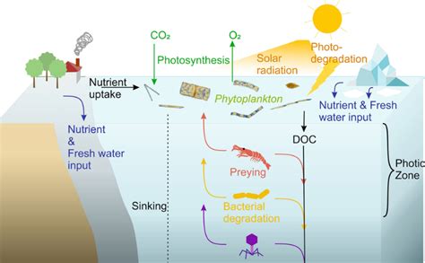 Phytoplankton Encyclopedia Mdpi