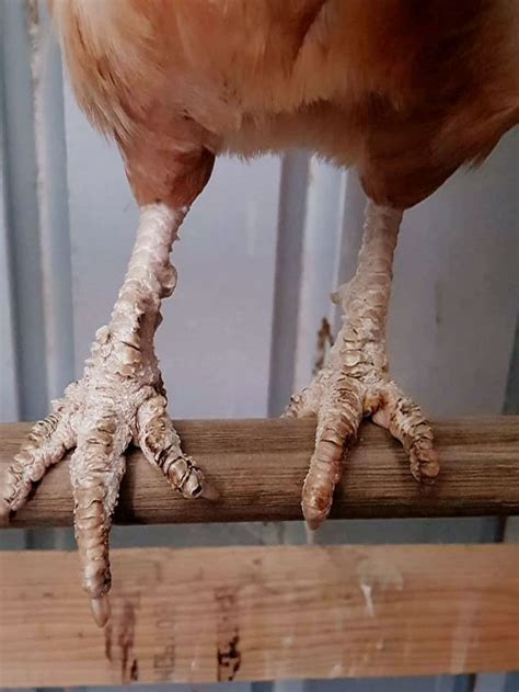 Patas De Las Gallinas Estudiar