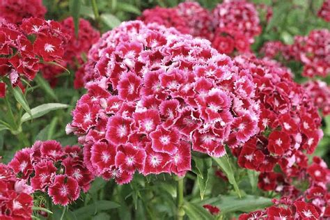 Top 10 Most Popular Flowers to Plant in Your Garden. | TopTeny.com