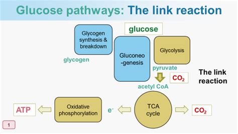 Carbohydrate Metabolism Flashcards Quizlet