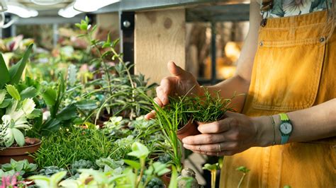 How To Create A Succulent Garden On Your Patio