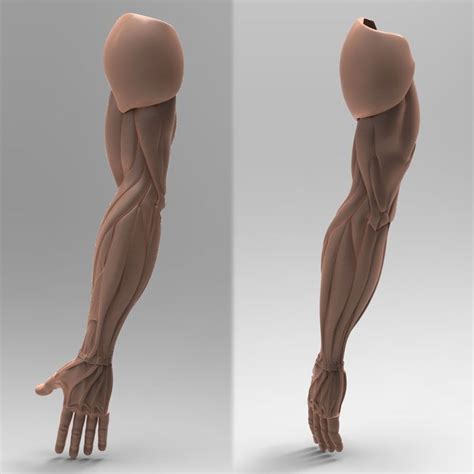 Human Arm Anatomy 3d Model 29 3ds Fbx Ma Max Obj Free3d