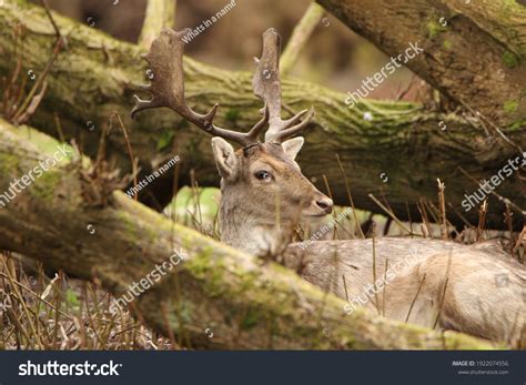 Beautiful Fallow Deer Antlers Forest Stock Photo 1922074556 | Shutterstock