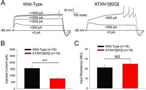 Sca Mice Show Reduced Threshold To Evoke Calcium Spikes A