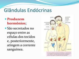 No Organismo Onde As Glândulas Endócrinas Lançam Suas Secreções - GLÂNDULAS ENDÓCRINAS | PPTX