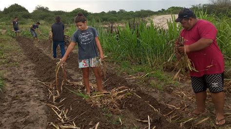 PLANTADO CAPIM ARADO TERRA E BI DISSE QUE BOTARÃO UIADO NELE YouTube