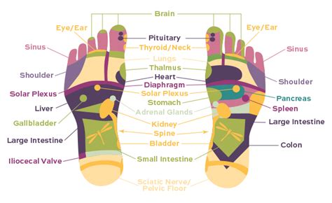 Reflexology Chart Internally Happy Massage And Holistic Healing