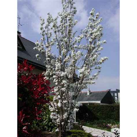 Prunus Serrulata Amanogawa