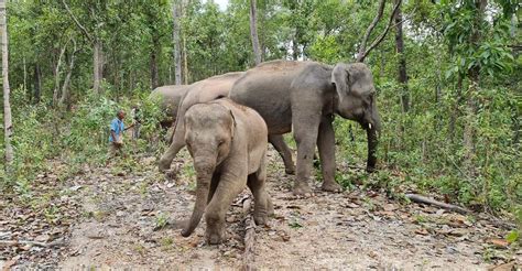 Chiang Mai Waterfall Elephant Sanctuary And Bamboo Rafting GetYourGuide