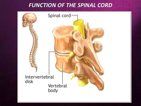 Functions of the spinal cord