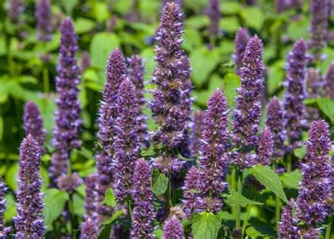 Pcs Licorice Mint Plant Seeds Anise Hyssop Agastache Etsy Canada