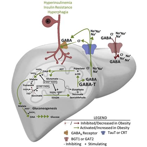 A Critical Role Of Hepatic Gaba In The Metabolic Dysfunction And