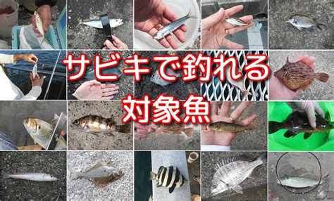 【サビキで釣れる魚】初心者でも釣果をだせるサビキ釣り 海釣りのバイブル