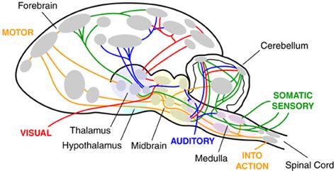 Comparative Mammalian Brain Collections: Brain Circuitry