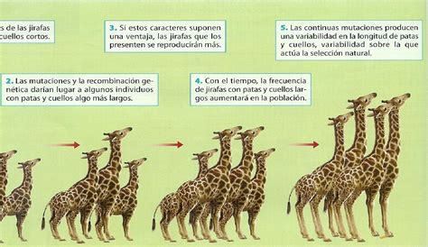 Descubre la fascinante Teoría de las Jirafas y su impacto en la