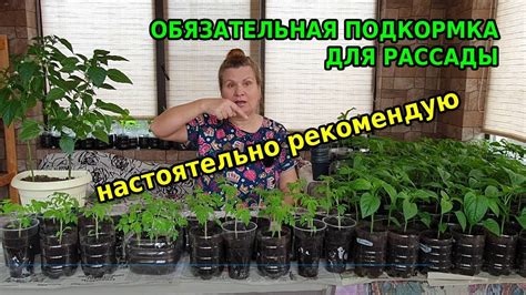 Отличное средство для подкормок рассады, заменит любые дорогие ...