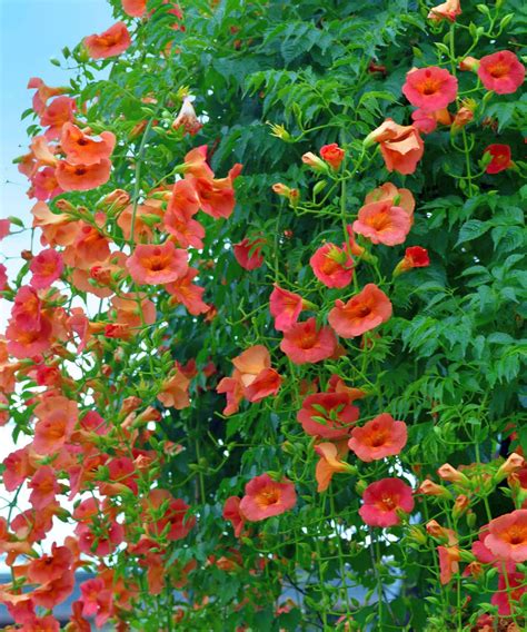 Fast Growing Climbing Plants 10 Options For Speedy Coverage Homes And Gardens