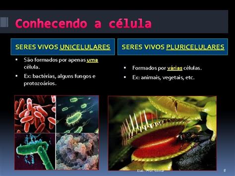 Citologia Estudo Da Clula A Clula Citologia Microscpio