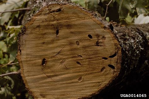 Red Oak Borer Enaphalodes Rufulus