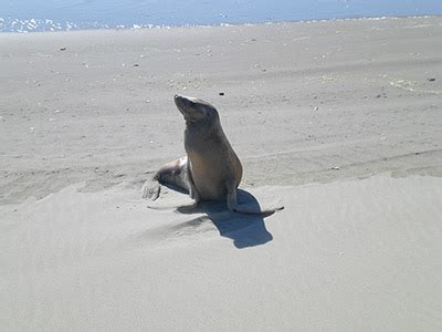 Sandland Adventures Florence Oregon More Than The Oregon Dunes