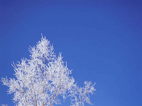 无人横图室外白天仰视旅游度假美景雪植物大雪北海道日本亚洲阴影光线影子冰积雪景观雪景冬季冬天娱乐