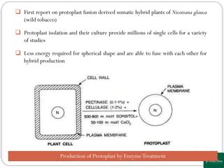 Plant Protoplast: Isolation, Purification and Culturing | PPT | Free Download