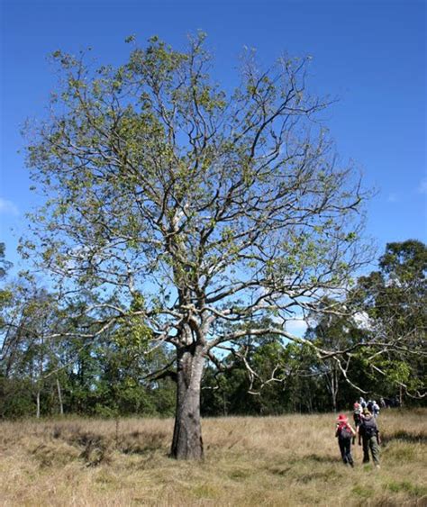 Toowoomba Plants Kurrajong The Perfect Shade Tree