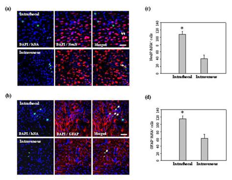 In Vivo Differentiation Of HUCB MSCs In The Ischemic Brain Confocal