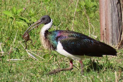 Ibis Use Stress And Wash Technique To Eat Poisonous Cane Toads Abc News