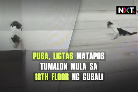 Pusa Ligtas Matapos Tumalon Mula Sa 18th Floor ABS CBN News