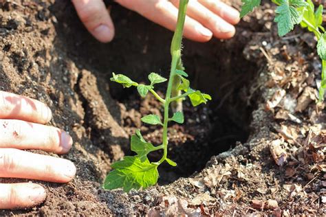 Growing Tomatoes In Raised Beds A Complete Guide Geeky Greenhouse