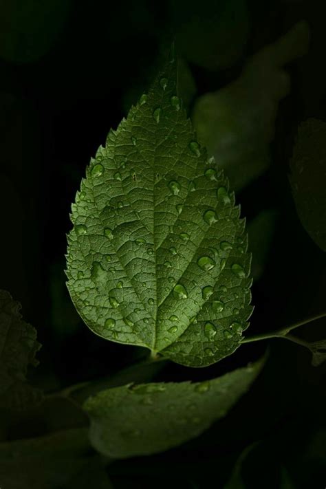 A Green Leaf With Drops Of Water On It S Surface In Front Of Dark