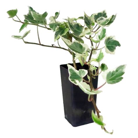 English Ivy Variegated Hedera Helix Variegata