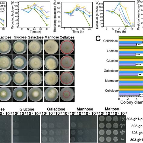 The Effect Of The Three Sugar Transporters On Sugar Transport And