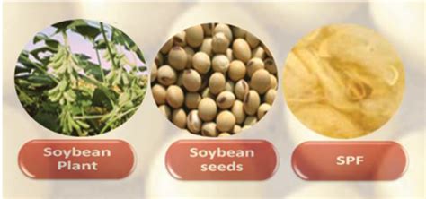 Soybean For Textile Applications And Its Printing Intechopen