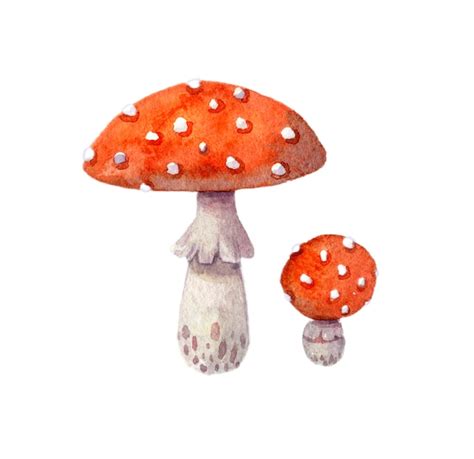 Premium Vector Watercolor Fly Agaric Mushroom