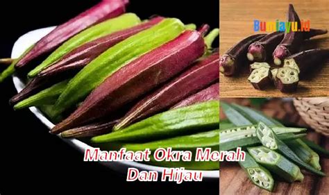 Manfaat Okra Merah Dan Hijau Yang Perlu Anda Ketahui