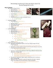 Lab Practical Ii Overview Sheet Docx Microbiology Lab Practical Ii