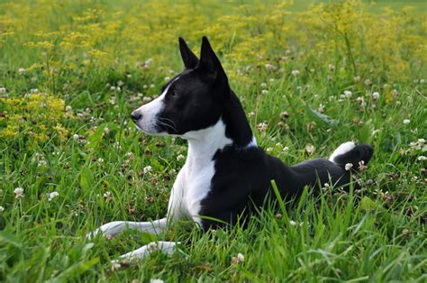 Basenji - Breed profile and facts | DogsGossip.com