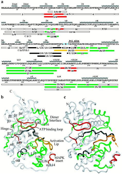 Changes In Protein Conformational Mobility Upon Activation Of