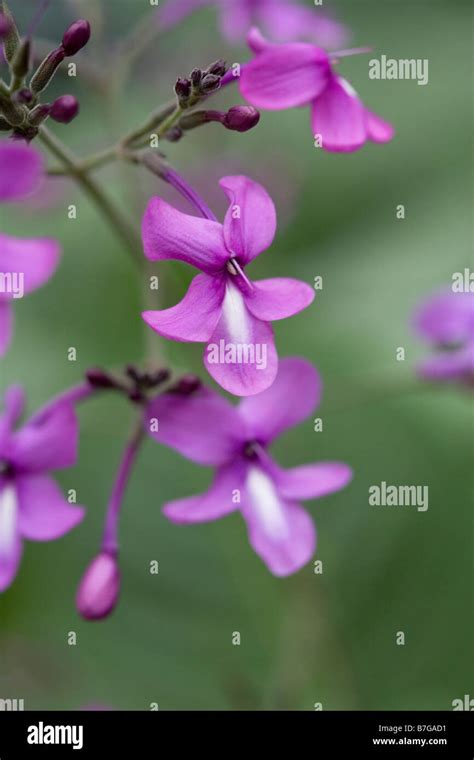 Anglosperm Flower Hi Res Stock Photography And Images Alamy