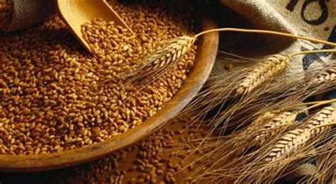 Punjab Fixes Wheat Support Price At Rs1800 Per 40 Kgs Jasarat