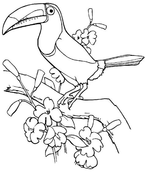 Desenhos De Tucano E Arara Para Imprimir E Colorir