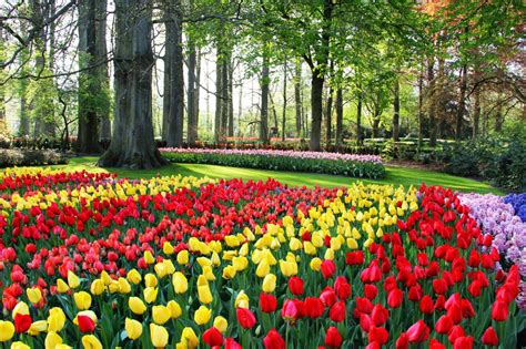 Tulip Festival at the Tulip Garden in Srinagar - 10 Interesting Facts ...