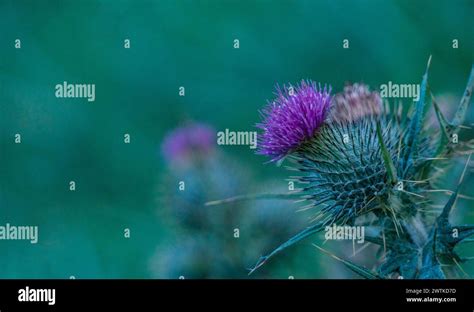 Scottish Spear Thistle Stock Photo Alamy