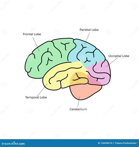 Vector Illustration Of Human Brain Anatomy Stock Vector Illustration