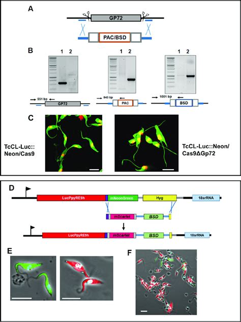 Crisprcas9 Mediated Genome Editing In The T Cruzi Cl Lucneon Download Scientific Diagram