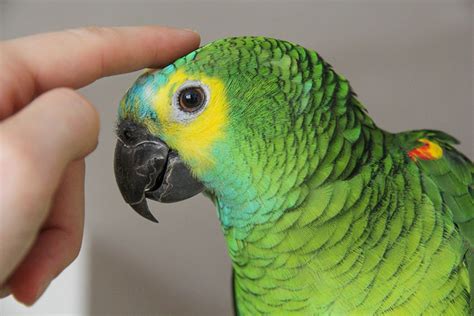 Teaching a Parrot to Talk | Training a Parrot | Parrots | Guide | Omlet US